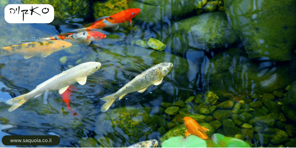 סאקויה בריכות - איזה דגים ניתן לשים בבריכת נוי