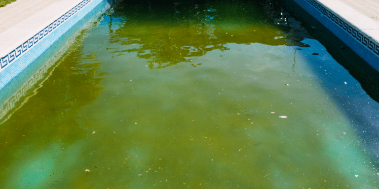 איך לנקות ירוקת מהבריכה